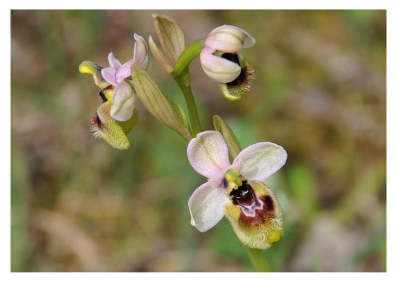 Ophrys tentredinifera